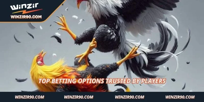 Top betting options trusted by players